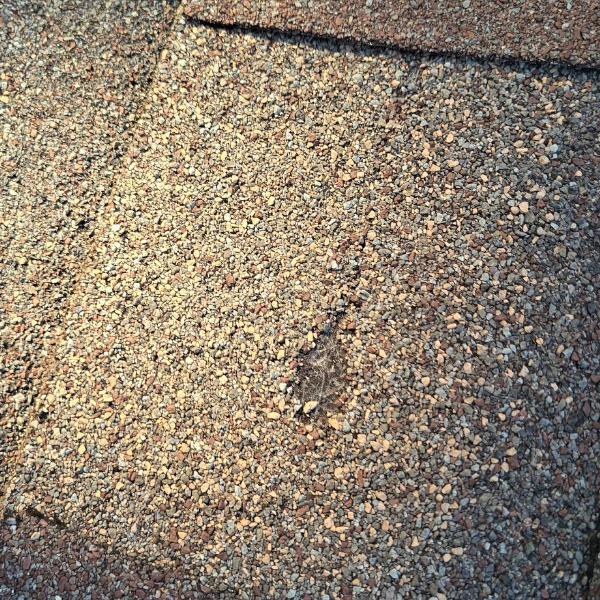 Close up of damaged shingle showing visible fiber glass exposure