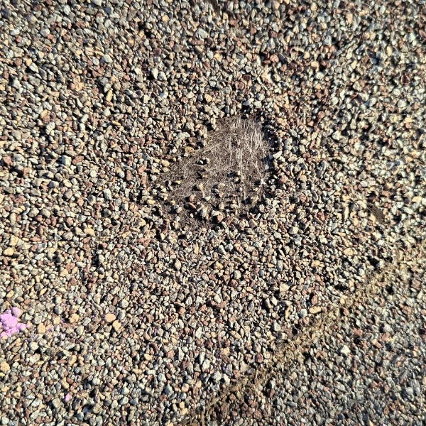 Close up of damaged shingle showing visible fiber glass exposure