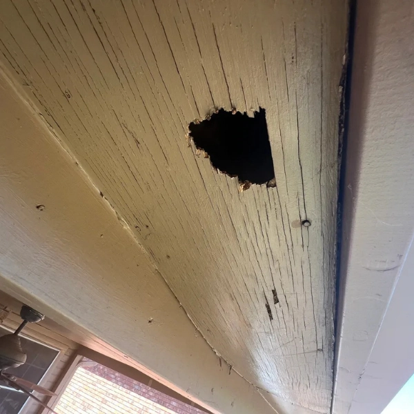 Close up of hole from rodent activity at the soffit