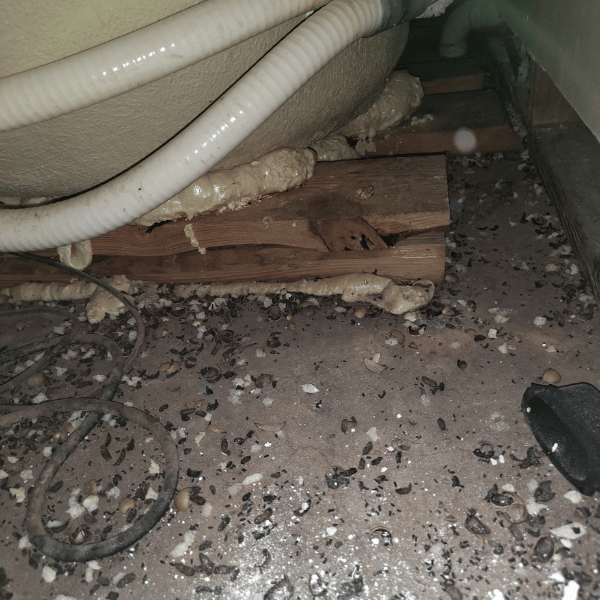 rat droppings and left over food from under master bathtub