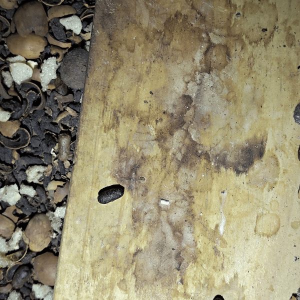 Close up of rat urine and droppings on wood frame inside a home
