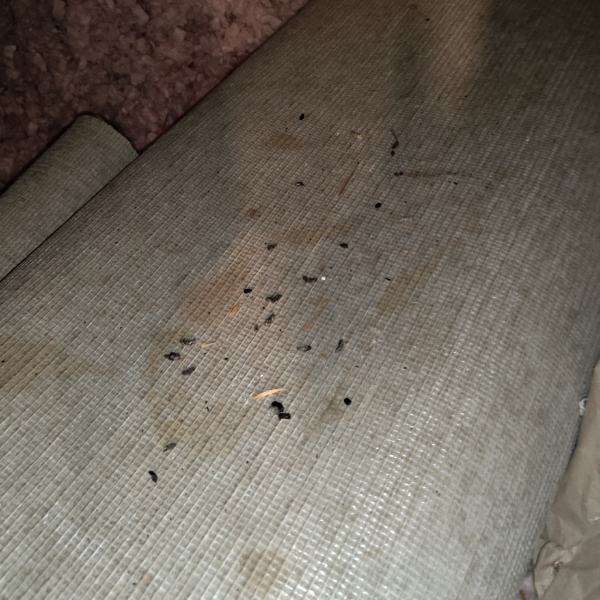 Close up of rat activity on some left over rolled up carpet in the attic