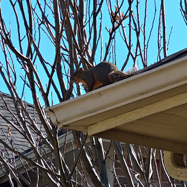 Close up of a squirrel on roof by the gutters during the day time